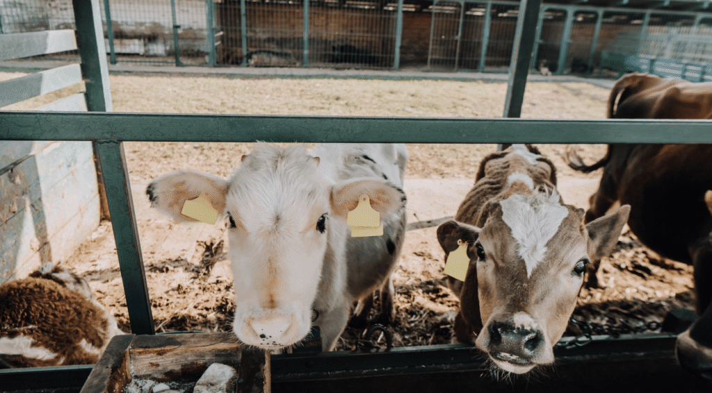 Nederlandse vleesindustrie blijft kalveren uit Ierland importeren ondanks dierenleed zorgen