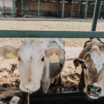 Nederlandse vleesindustrie blijft kalveren uit Ierland importeren ondanks dierenleed zorgen