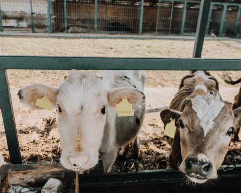 Nederlandse vleesindustrie blijft kalveren uit Ierland importeren ondanks dierenleed zorgen