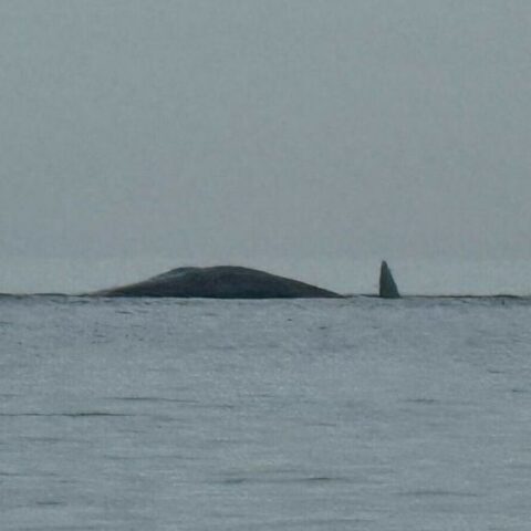 Potvis aangespoeld op strand bij Renesse, vermoedelijk niet meer in leven