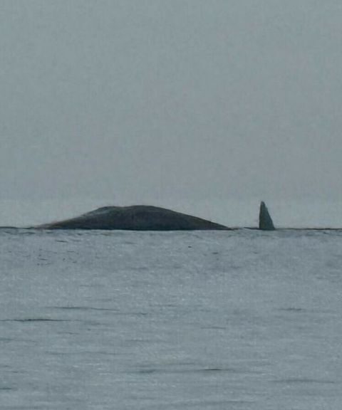 Potvis aangespoeld op strand bij Renesse, vermoedelijk niet meer in leven