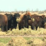 Provincie verleent toestemming voor bijvoeren van heckrunderen in Oostvaardersplassen