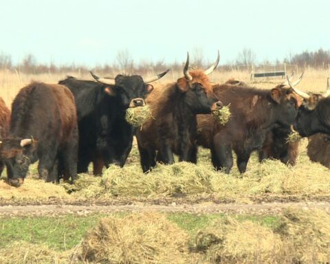 Provincie verleent toestemming voor bijvoeren van heckrunderen in Oostvaardersplassen