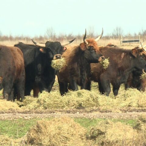Provincie verleent toestemming voor bijvoeren van heckrunderen in Oostvaardersplassen