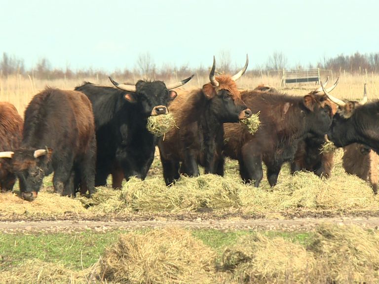 Provincie verleent toestemming voor bijvoeren van heckrunderen in Oostvaardersplassen