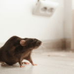 Rattenplaag in studentenhuisvesting Den Bosch, bewoners eisen actie