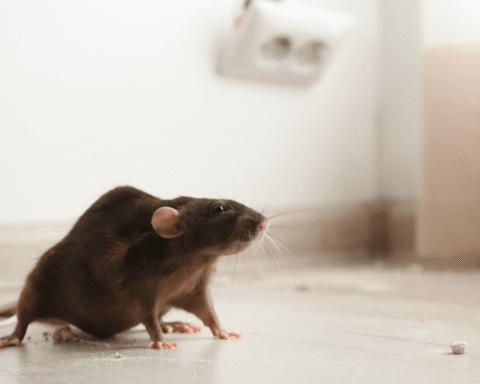 Rattenplaag in studentenhuisvesting Den Bosch, bewoners eisen actie