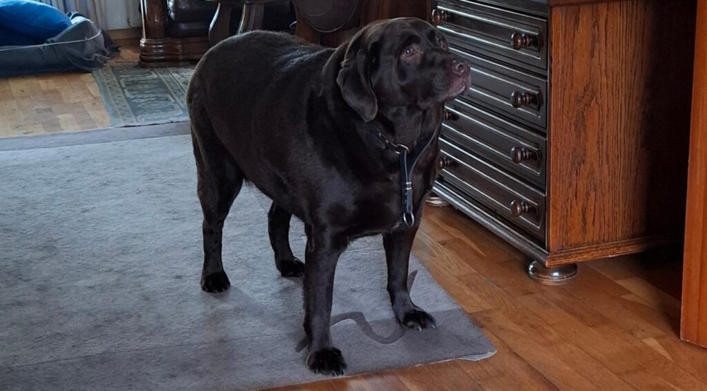 Recht bank neemt ernstig te dikke hond in beslag van eigenaar uit Haaksbergen