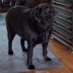 Recht bank neemt ernstig te dikke hond in beslag van eigenaar uit Haaksbergen