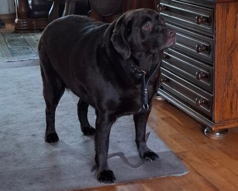 Recht bank neemt ernstig te dikke hond in beslag van eigenaar uit Haaksbergen