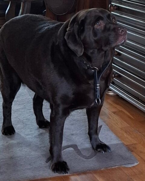 Recht bank neemt ernstig te dikke hond in beslag van eigenaar uit Haaksbergen