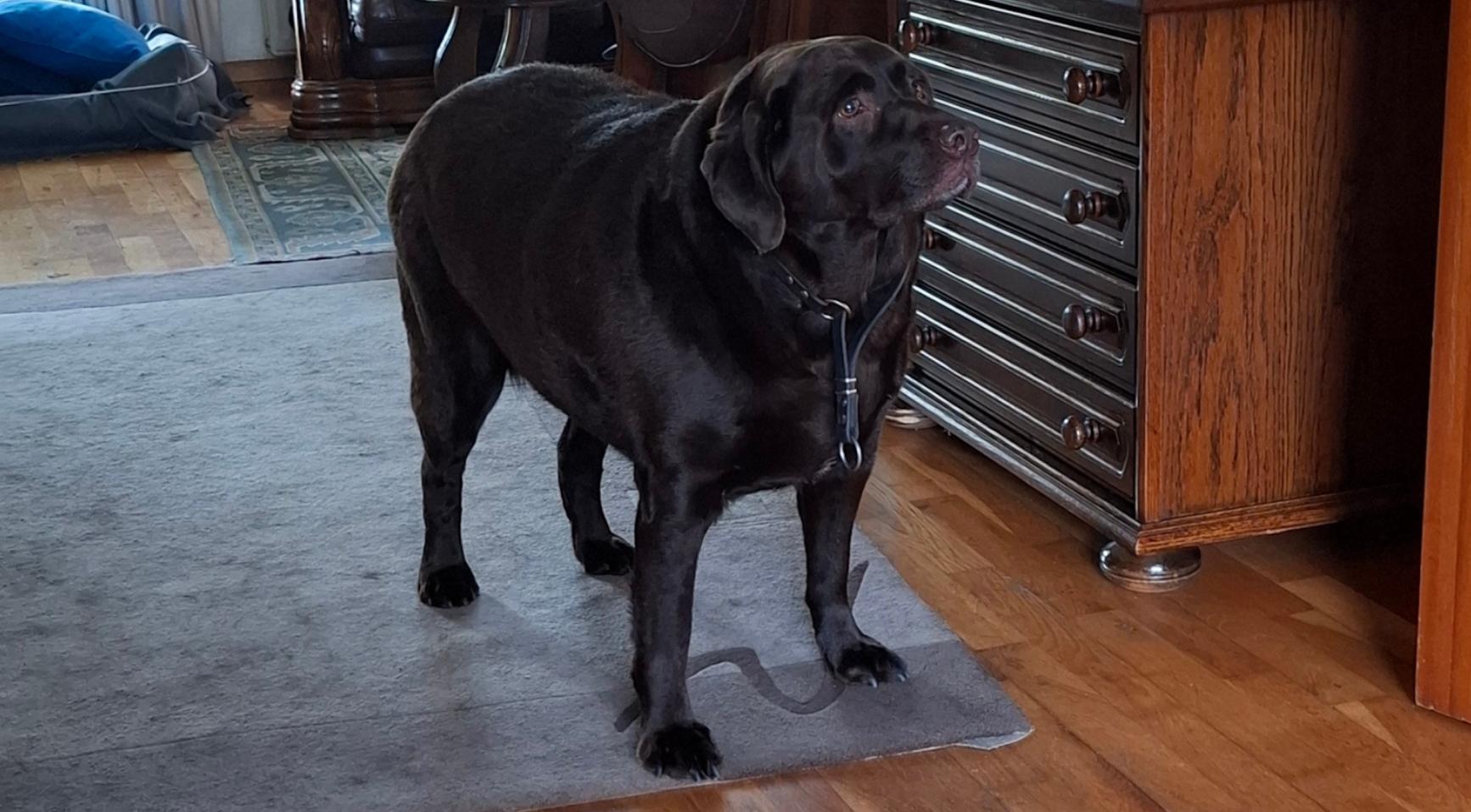 Recht bank neemt ernstig te dikke hond in beslag van eigenaar uit Haaksbergen