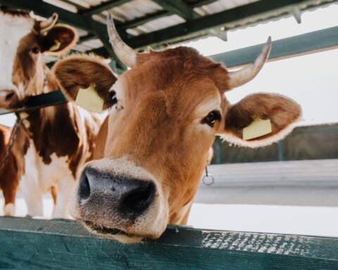 Regering gaat verplichtingen invoeren voor inspecties ter voorkoming van stallenbrand