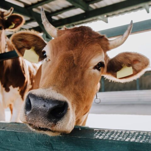 Regering gaat verplichtingen invoeren voor inspecties ter voorkoming van stallenbrand