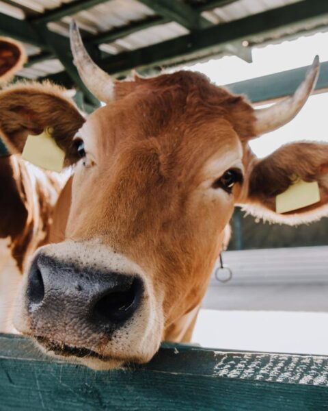 Regering gaat verplichtingen invoeren voor inspecties ter voorkoming van stallenbrand