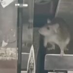 Restaurant op Javastraat in Amsterdam heropent na rattenplaag, eigenaar wil verkopen