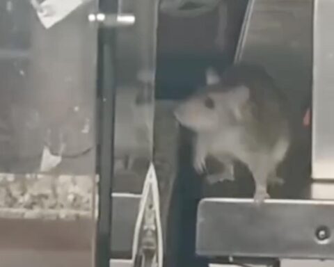 Restaurant op Javastraat in Amsterdam heropent na rattenplaag, eigenaar wil verkopen