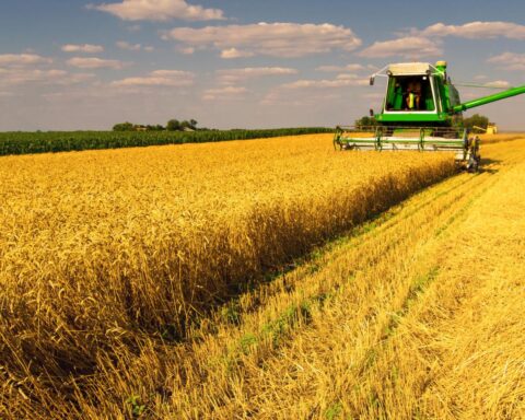 Slechts 4,8% van de landbouwgrond in Nederland was biologisch in 2025