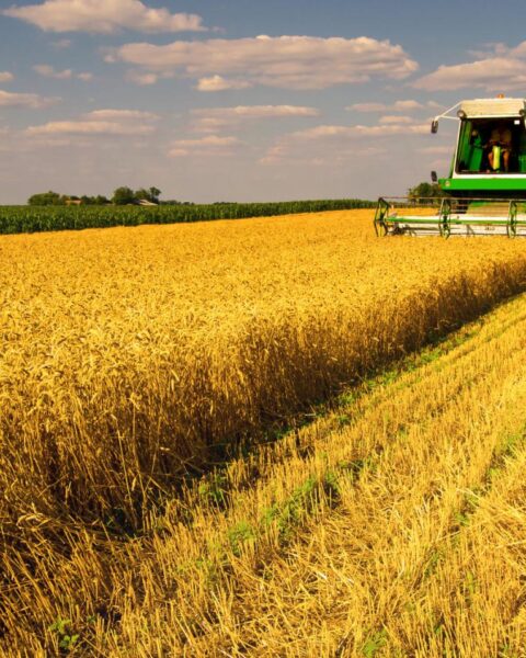 Slechts 4,8% van de landbouwgrond in Nederland was biologisch in 2025