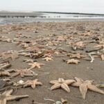 Strand in Ouddorp vol met dode zeesterren na harde wind