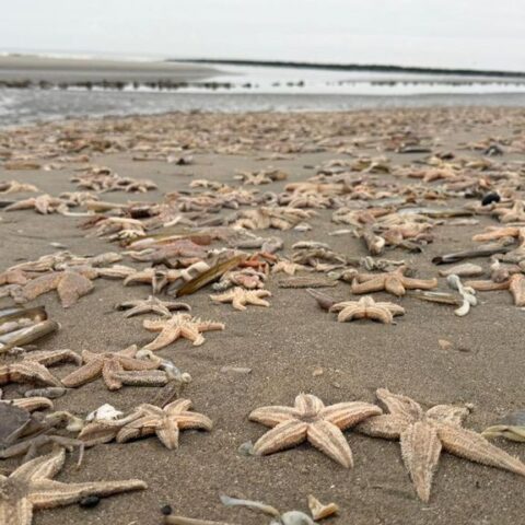 Strand in Ouddorp vol met dode zeesterren na harde wind