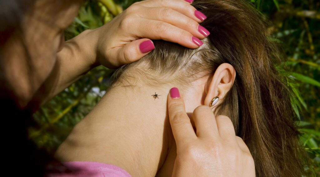 Toename van het aantal tekenbeten in Nederland stijgt met 41% door klimaatverandering