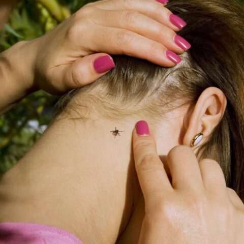 Toename van het aantal tekenbeten in Nederland stijgt met 41% door klimaatverandering