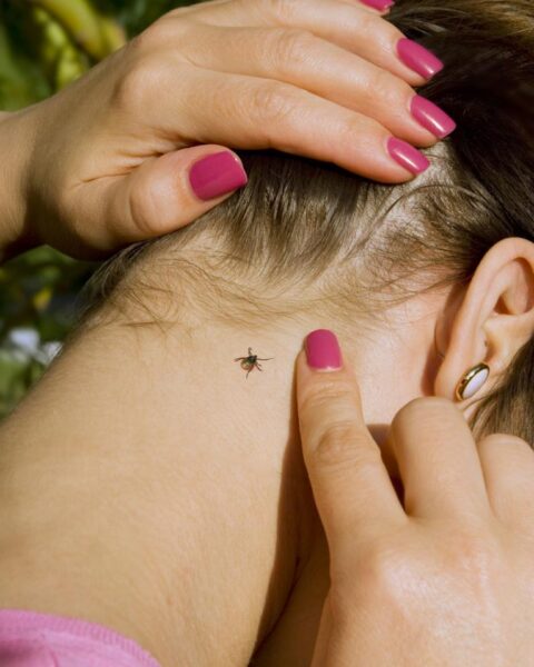 Toename van het aantal tekenbeten in Nederland stijgt met 41% door klimaatverandering