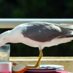 Twijfels over het voeden van meeuwen in Vlissingen na diefstal van eten door vogels