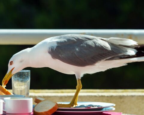 Twijfels over het voeden van meeuwen in Vlissingen na diefstal van eten door vogels