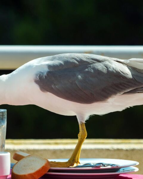Twijfels over het voeden van meeuwen in Vlissingen na diefstal van eten door vogels