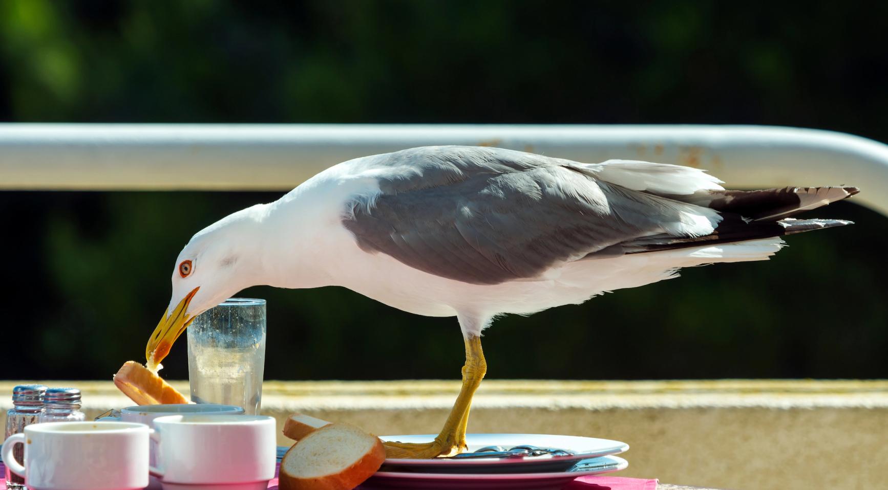 Twijfels over het voeden van meeuwen in Vlissingen na diefstal van eten door vogels