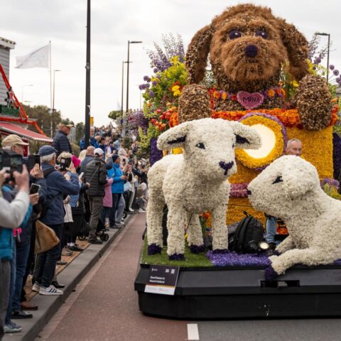 Video: Bollenstreek bloemencorso trekt meer dan 1 miljoen bezoekers te midden van pesticidedebat