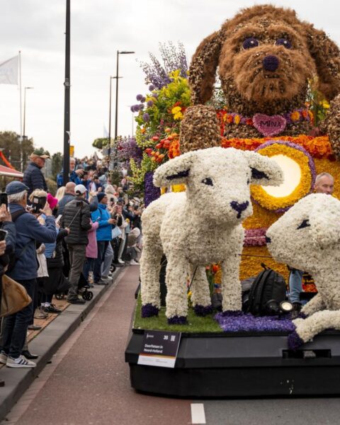 Video: Bollenstreek bloemencorso trekt meer dan 1 miljoen bezoekers te midden van pesticidedebat