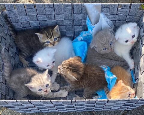 Video: zeven illegaal gefokte Scottish fold kitten gedumpt in Voorburg