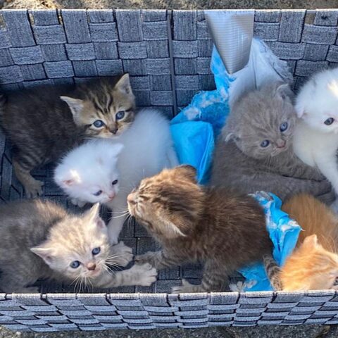 Video: zeven illegaal gefokte Scottish fold kitten gedumpt in Voorburg