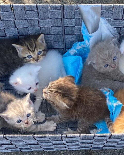 Video: zeven illegaal gefokte Scottish fold kitten gedumpt in Voorburg