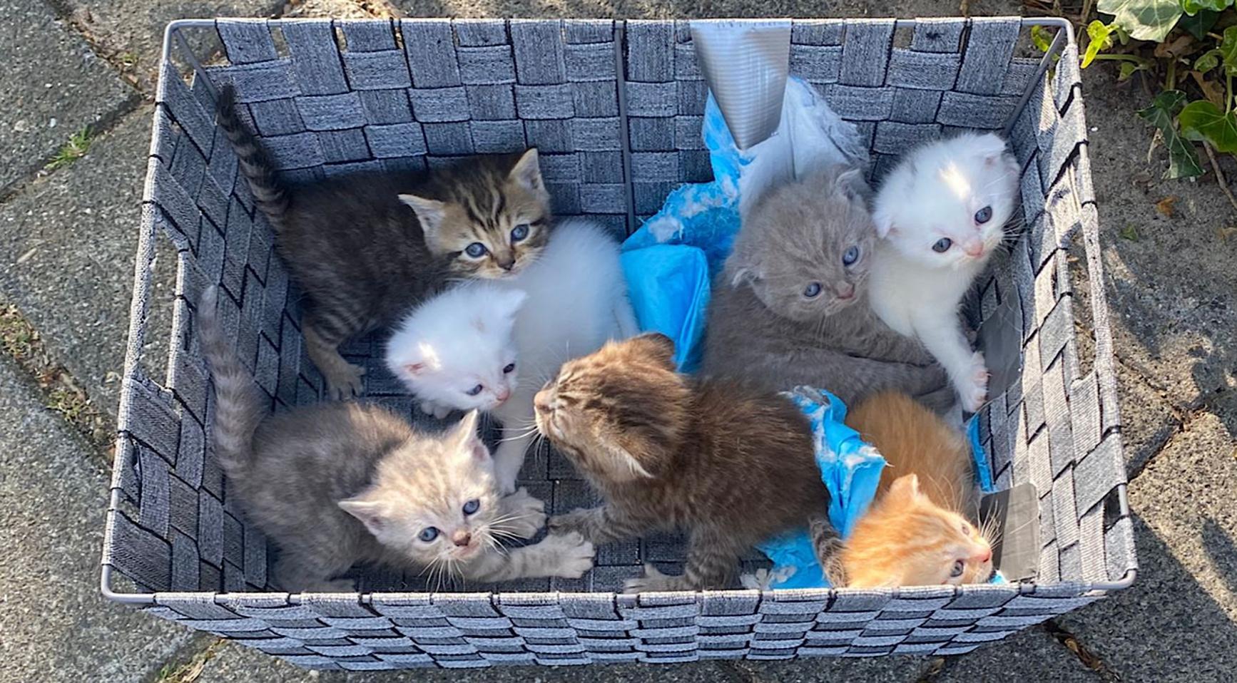 Video: zeven illegaal gefokte Scottish fold kitten gedumpt in Voorburg