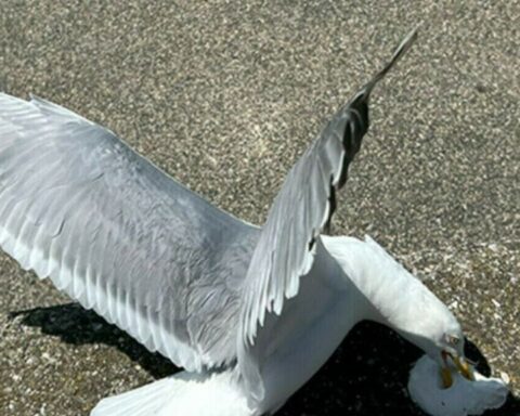 Vlissingen voert voerverbod in om overlast door meeuwen te verminderen