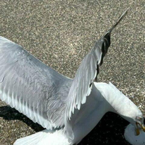 Vlissingen voert voerverbod in om overlast door meeuwen te verminderen