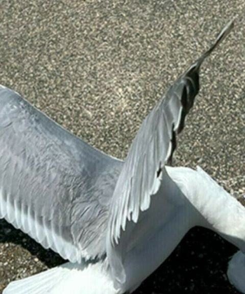 Vlissingen voert voerverbod in om overlast door meeuwen te verminderen