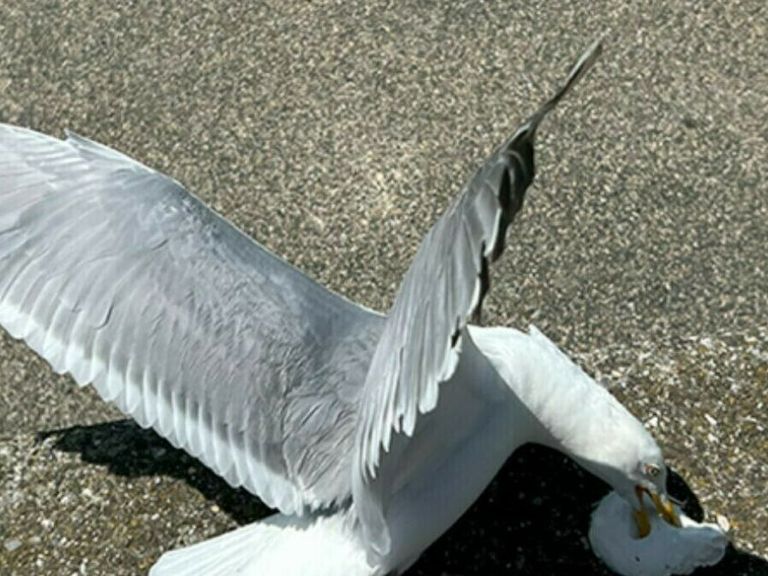 Vlissingen voert voerverbod in om overlast door meeuwen te verminderen