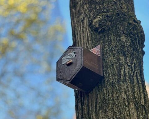 Vogels voorlopig uitgesloten van toekomstige beeldentuin Rijksmuseum