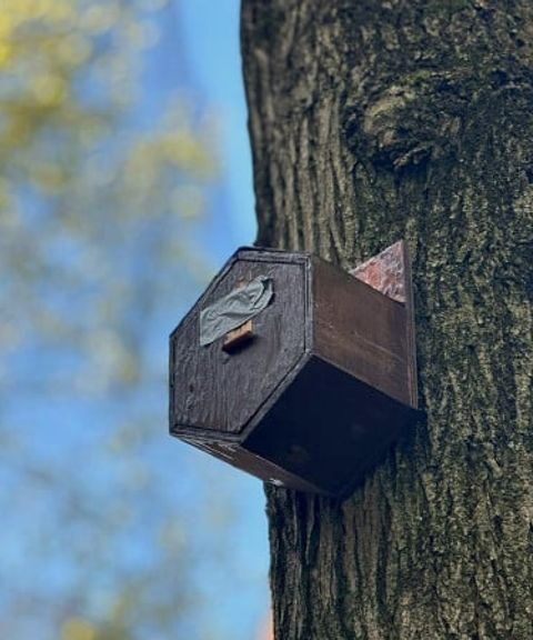 Vogels voorlopig uitgesloten van toekomstige beeldentuin Rijksmuseum