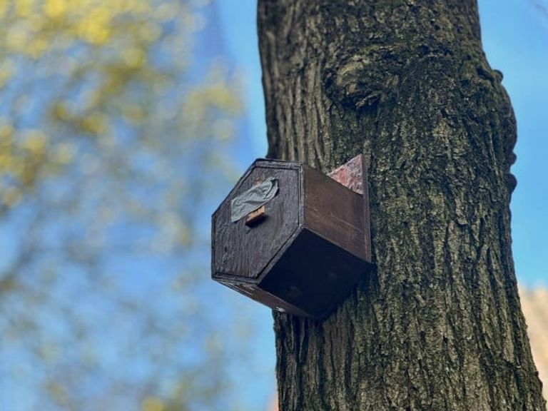 Vogels voorlopig uitgesloten van toekomstige beeldentuin Rijksmuseum