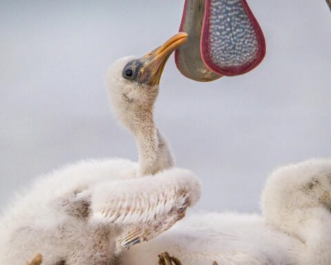 Vogelspotters verzamelen zich in Delft voor unieke foto van lepelaar met jongen