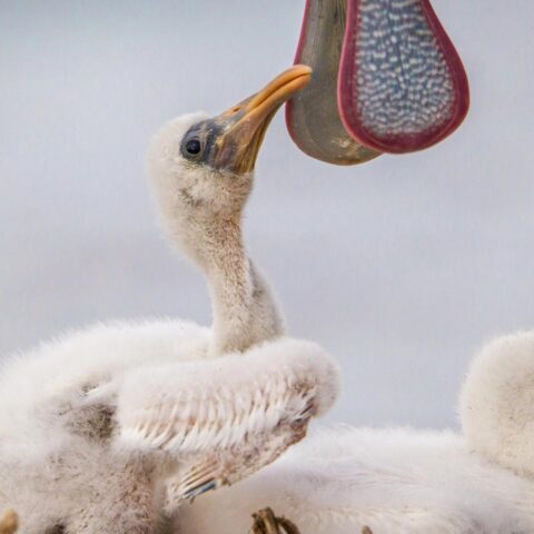 Vogelspotters verzamelen zich in Delft voor unieke foto van lepelaar met jongen