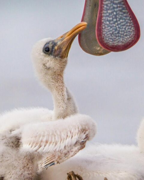 Vogelspotters verzamelen zich in Delft voor unieke foto van lepelaar met jongen