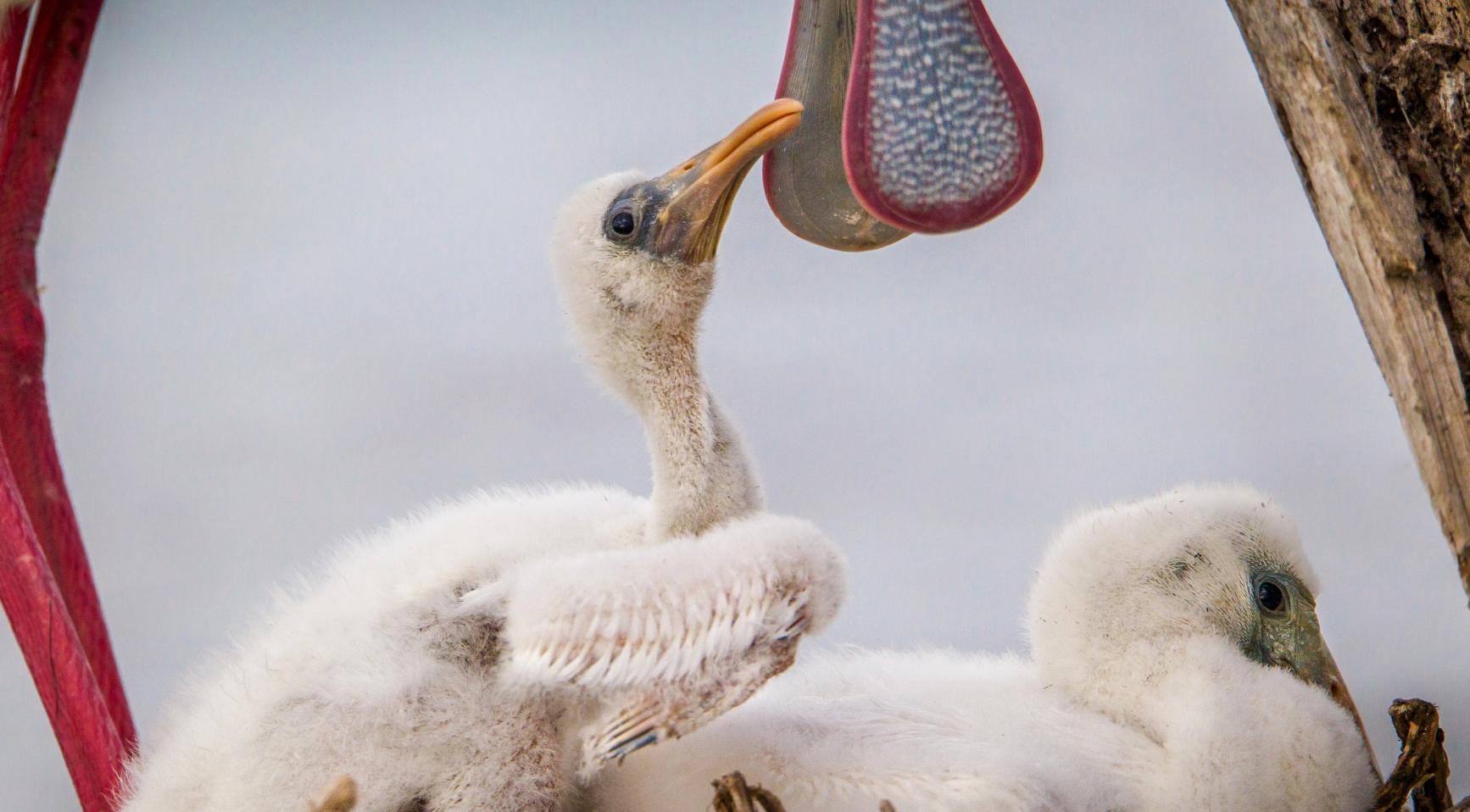 Vogelspotters verzamelen zich in Delft voor unieke foto van lepelaar met jongen