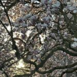 Volgende week mild lenteweer met zon, wolken en af en toe regen verwacht